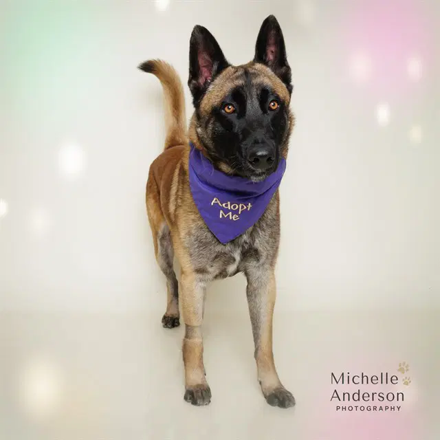 Wolfgang - Belgian Shepherd Malinois