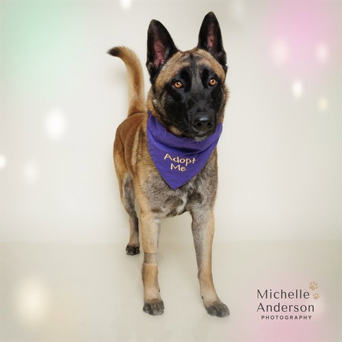 WOLFGANG, an adoptable Belgian Shepherd Malinois in Corona, CA