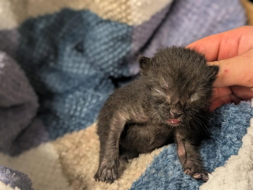 A163078, an adoptable Domestic Short Hair in Corona, CA