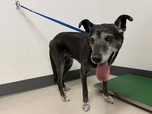 SANDY, an adoptable German Shepherd Dog in Corona, CA