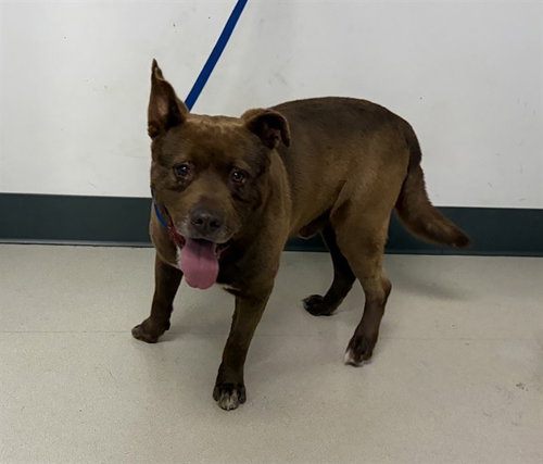 PADDINGTON, an adoptable Staffordshire Bull Terrier in Corona, CA