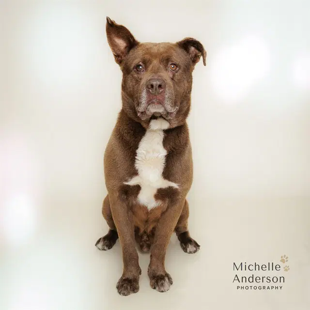 Paddington - Staffordshire Bull Terrier