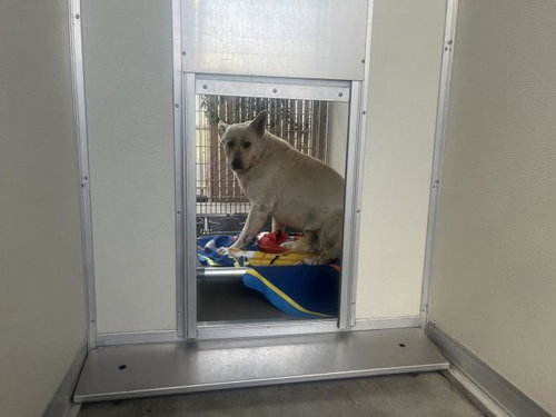 A163047, an adoptable German Shepherd Dog in Corona, CA
