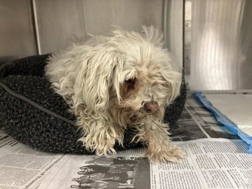 CHALUPA, an adoptable Maltese in Corona, CA