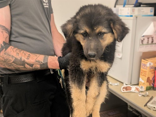 A163058, an adoptable German Shepherd Dog in Corona, CA