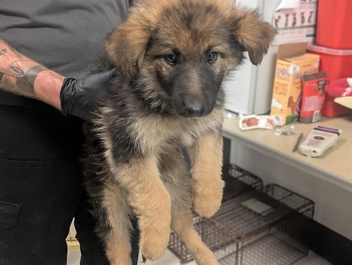 A163059, an adoptable German Shepherd Dog in Corona, CA