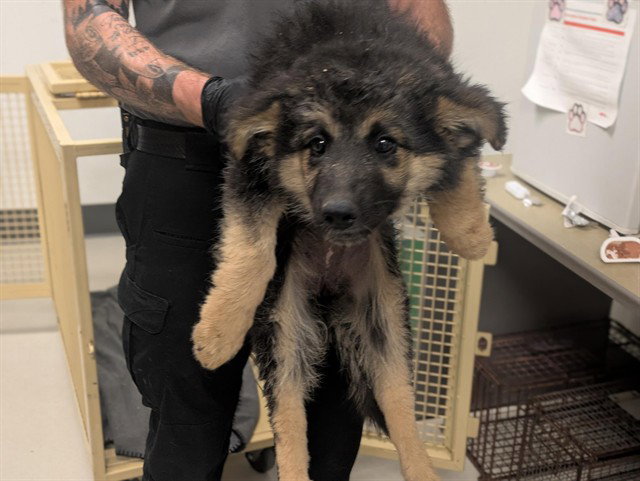 EEMA