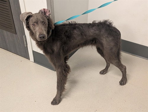 A163066, an adoptable Weimaraner in Corona, CA