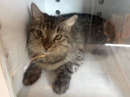 picture of the cat needing adoption