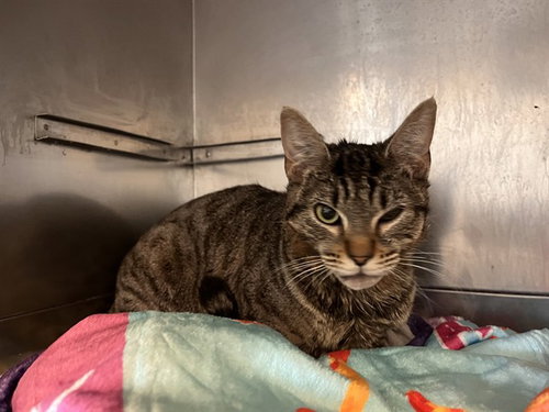 A163018, an adoptable Domestic Short Hair in Corona, CA
