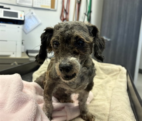 MAYBELLE, an adoptable Poodle in Corona, CA