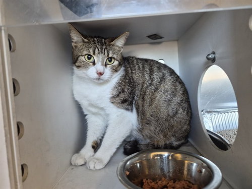 A163092, Adult Domestic Short Hair (medium coat), cat for adoption in Westminster, California