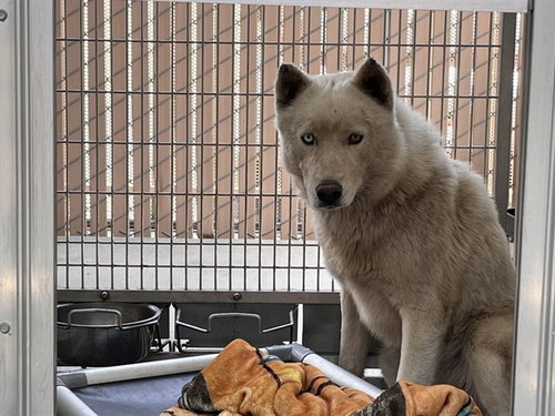 A163108, an adoptable Husky in Corona, CA