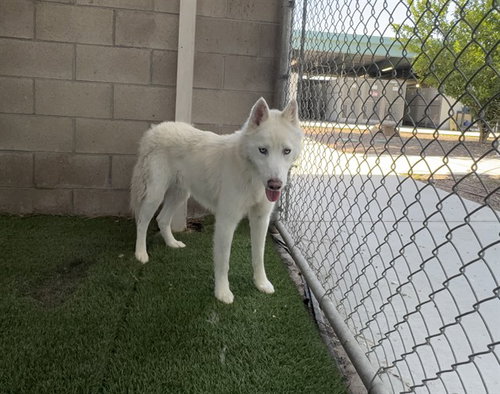 REMUS, an adoptable Siberian Husky in Corona, CA
