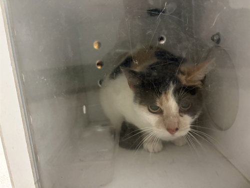 A163111, an adoptable Domestic Short Hair in Corona, CA