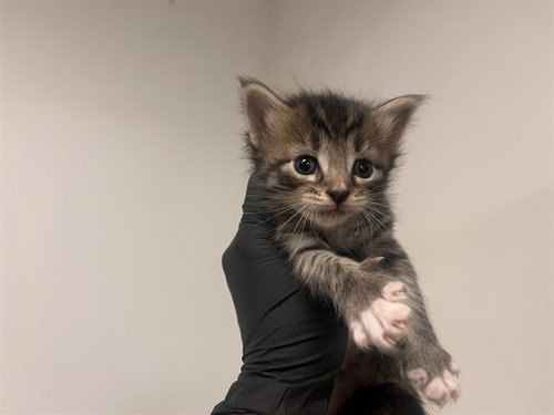 picture of the cat needing adoption