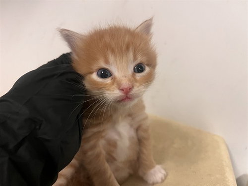 A163268, an adoptable Domestic Short Hair in Corona, CA