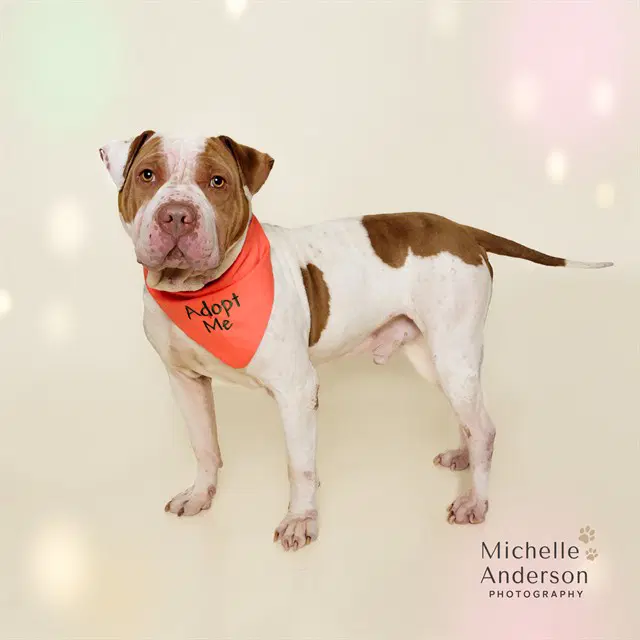 Java - Pit Bull Terrier