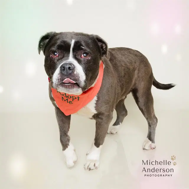 Starlight - Pit Bull Terrier