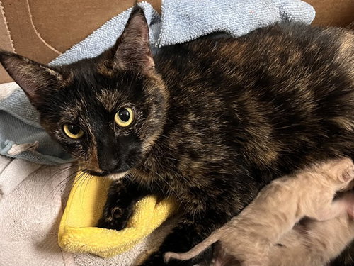 A163263, Adult Domestic Short Hair (medium coat), cat for adoption in Westminster, California