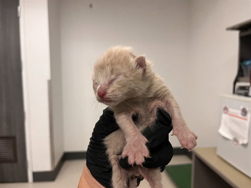 A163264, Baby Domestic Short Hair (medium coat), cat for adoption in Westminster, California