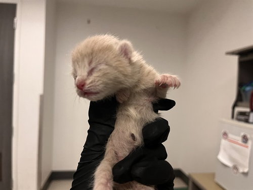 A163265, Baby Domestic Short Hair (medium coat), cat for adoption in Westminster, California