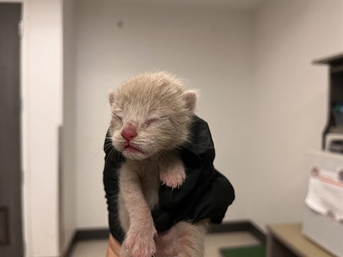 A163266, Baby Domestic Short Hair (medium coat), cat for adoption in Westminster, California