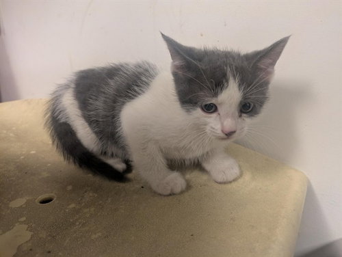 A163273, Baby Domestic Short Hair (medium coat), cat for adoption in Westminster, California