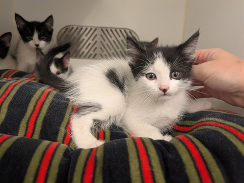 COOKIE, Baby Domestic Short Hair (medium coat), cat for adoption in Westminster, California