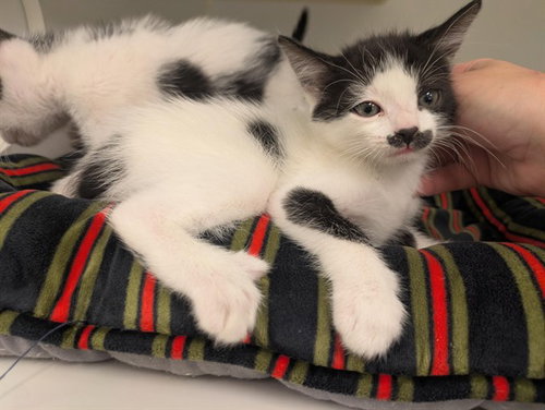 MOCHI, Baby Domestic Short Hair (medium coat), cat for adoption in Westminster, California