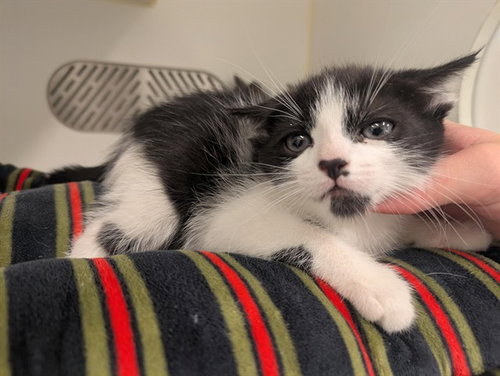 A163277, Baby Domestic Short Hair (medium coat), cat for adoption in Westminster, California