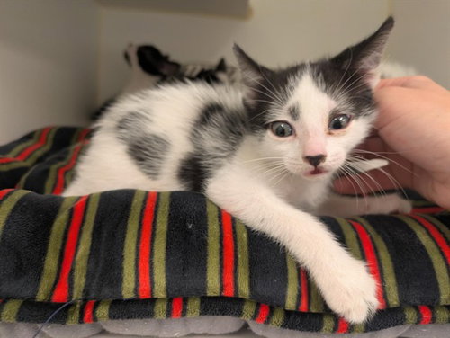 A163278, Baby Domestic Short Hair (medium coat), cat for adoption in Westminster, California