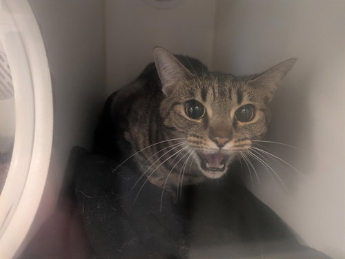 MILLIE, Adult Domestic Short Hair (medium coat), cat for adoption in Westminster, California