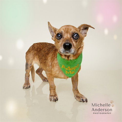ROO, an adoptable Chihuahua in Corona, CA
