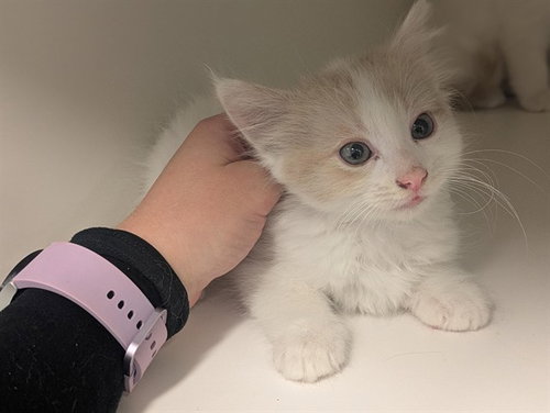 A163402, Baby Domestic Short Hair (medium coat), cat for adoption in Westminster, California