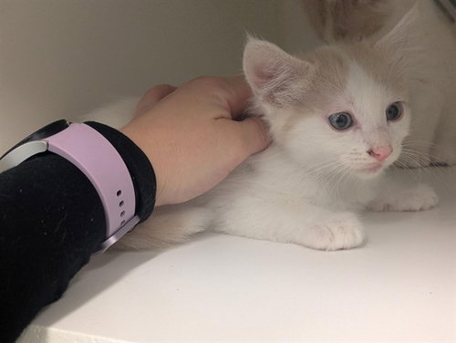 A163403, Baby Domestic Short Hair (medium coat), cat for adoption in Westminster, California
