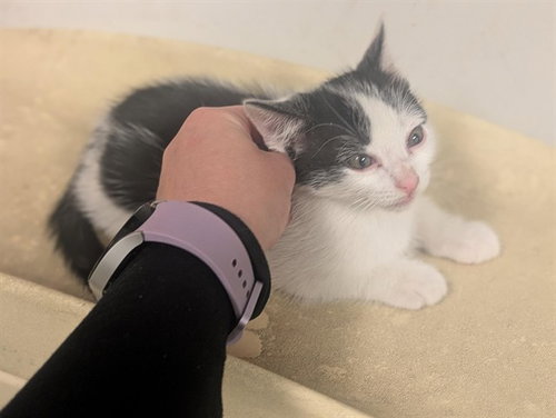 A163404, Baby Domestic Short Hair (medium coat), cat for adoption in Westminster, California