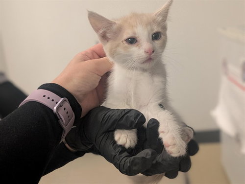 A163405, Baby Domestic Short Hair (medium coat), cat for adoption in Westminster, California