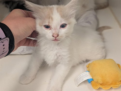 A163408, Baby Domestic Short Hair (medium coat), cat for adoption in Westminster, California