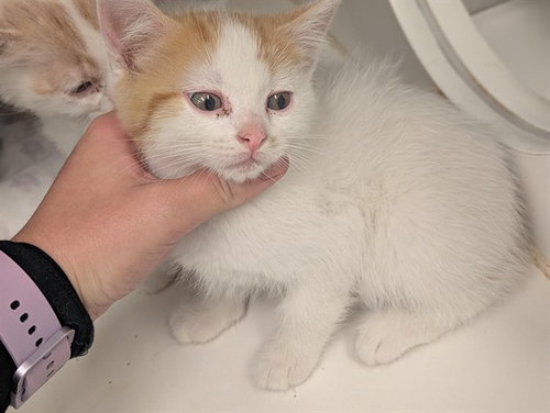 A163409, Baby Domestic Short Hair (medium coat), cat for adoption in Westminster, California