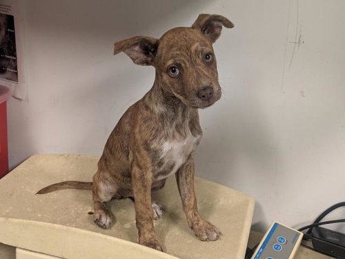 A163412 - Pit Bull Terrier available for adoption