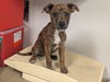 A163413 - Photo 1