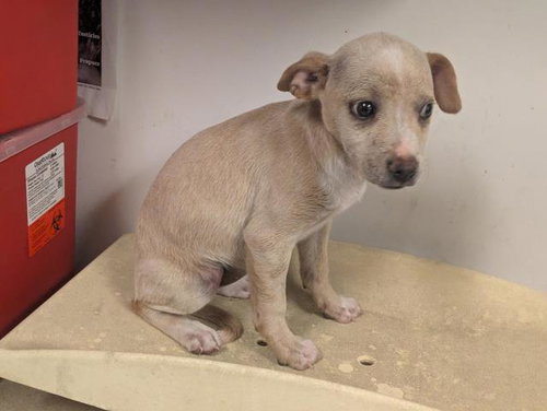 A163414 - Pit Bull Terrier available for adoption