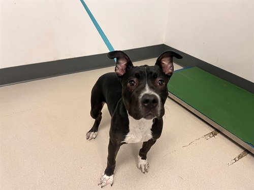 BISCUIT, an adoptable Staffordshire Bull Terrier in Corona, CA