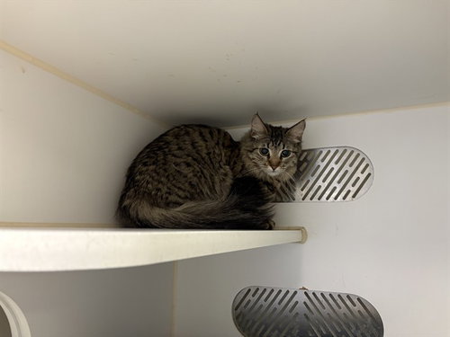 A163288, Young Domestic Long Hair (medium coat), cat for adoption in Westminster, California