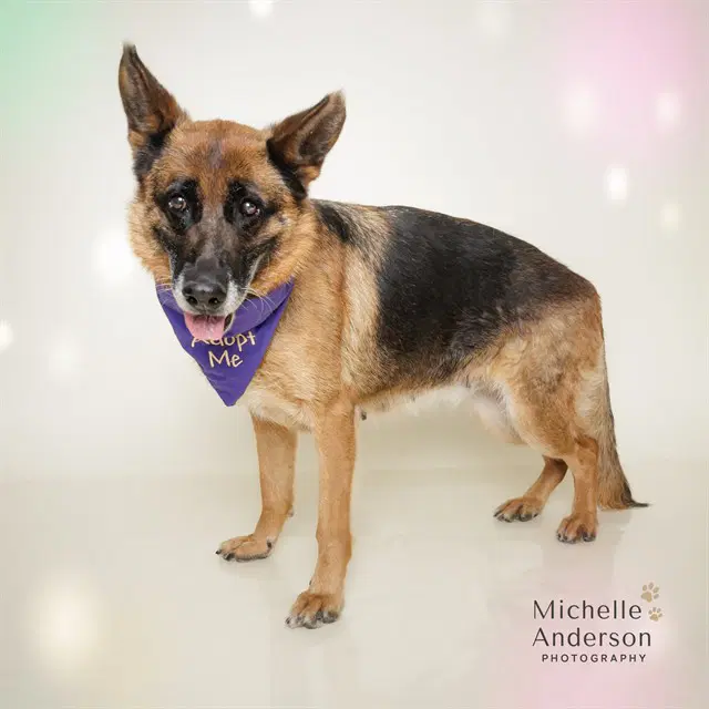 Mary - German Shepherd Dog
