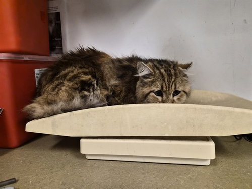 MR. KITTY, Senior Domestic Long Hair (medium coat), cat for adoption in Westminster, California