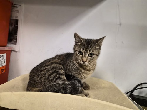 A163342, Adult Domestic Short Hair (medium coat), cat for adoption in Westminster, California