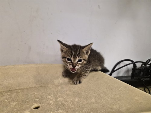 A163343, Baby Domestic Short Hair (medium coat), cat for adoption in Westminster, California