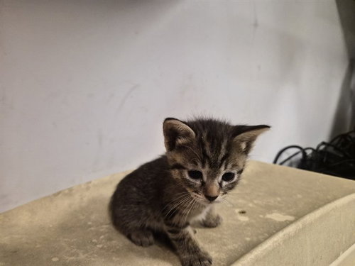 A163344, Baby Domestic Short Hair (medium coat), cat for adoption in Westminster, California